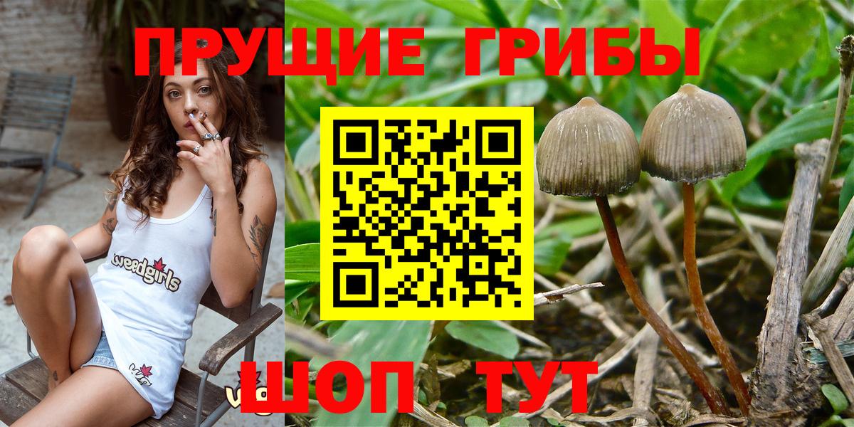 Ачинск  Галлюциногенные грибы Cubensis  Вход с VPN  Псилоцибиновые грибы Cubensis 